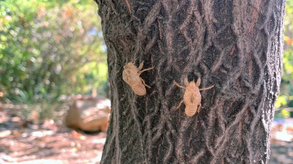 7ο BCK Συμπόσιο Κινηματογράφου: Δημιουργικές εξερευνήσεις και εργαστήρια στον κινηματογράφο και την τέχνη