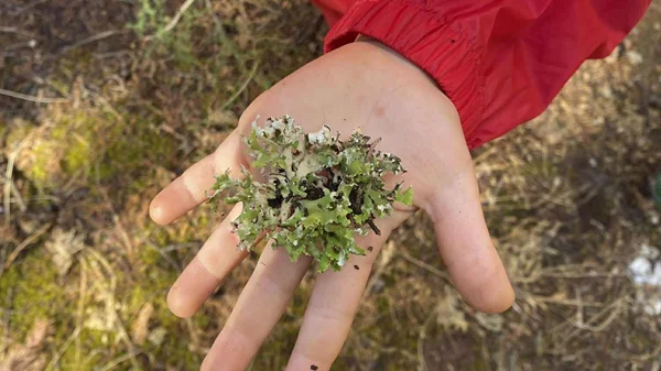 Σχολεία και Ομάδες του Δάσους: Η μάθηση έξω από τους σχολικούς τοίχους