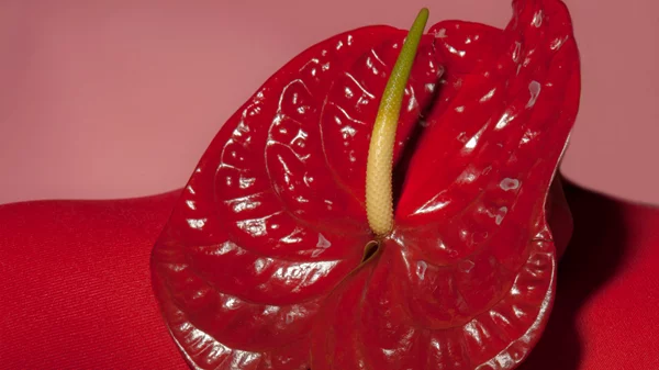 The Queer Archive Festival #3: Ένα δεκαήμερο καλλιτεχνικών δράσεων αφιερωμένο στην queer ταυτότητα