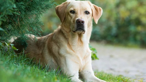 Athens Spring Dog Shows: Το απόλυτο ραντεβού για τους φίλους των σκύλων