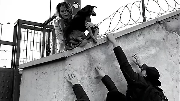 ΕΜΣΤ: Τα αδέσποτα σκυλιά της Κωνσταντινούπολης και τα όρια σε φροντίδα και βία