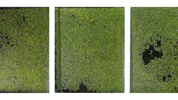 "Trails of Voices": Μοναχικούς περιπάτους στη φύση ζωγραφίζει ο Χρήστος Κεραμάρης