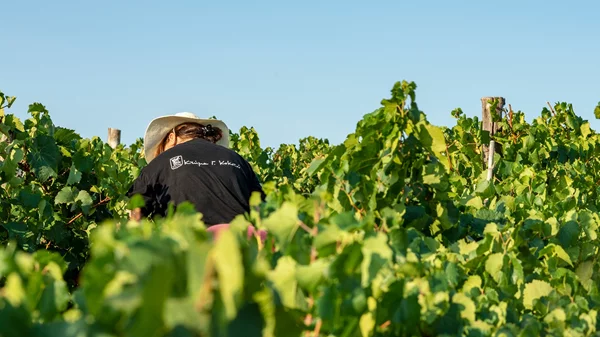 7 επισκέψιμα οινοποιεία για την Παγκόσμια Ημέρα Οινοτουρισμού