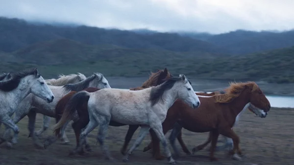 Η νέα μικρού μήκους του Νεριτάν Ζιντζιρία πάει Raindance