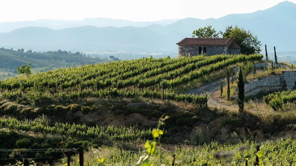 8 ελληνικά οινοποιεία που αξίζει να επισκεφθείς αυτό το καλοκαίρι