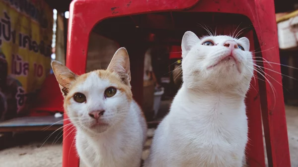 Πώς προστατεύουμε τα παιδιά από τα ατυχήματα με ζώα;