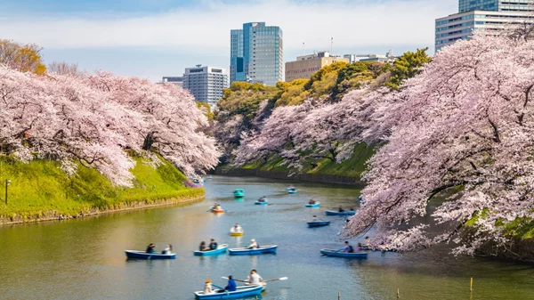 Επόμενη στάση, ανθισμένες κερασιές: Γιατί αξίζει να ταξιδέψεις σε Ιαπωνία και Νότια Κορέα