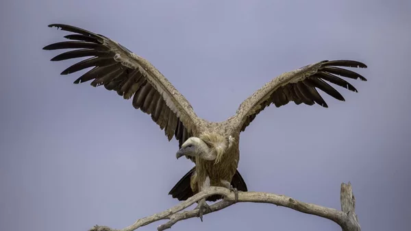 Θράκη: Οι αιολικοί σταθμοί απειλούν δύο εμβληματικά και προστατευόμενα είδη