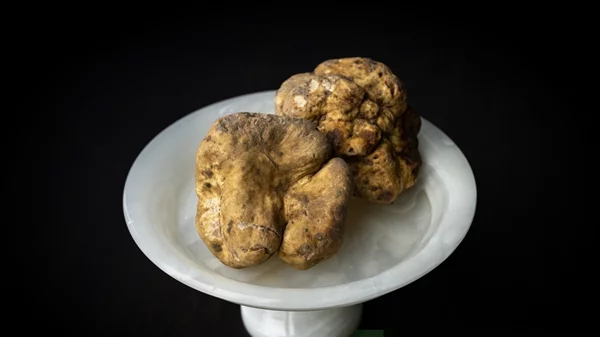 Ταξίδι στην Άμπα της Ιταλίας με αφορμή τη διεθνή έκθεση λευκής τρούφας