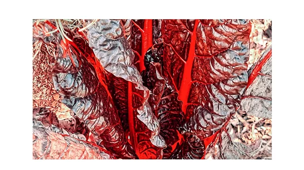 "Ο Κήπος των Εσπερίδων": Το φωτογραφικό έργο της Αγνής Χρονοπούλου στην Art Zone Gallery 42