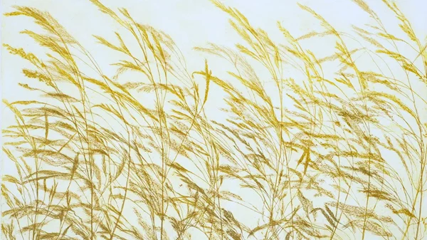 "Flora Effimera": Η εφήμερη χλωρίδα ως χαρακτική τέχνη του Pino Pandolfini