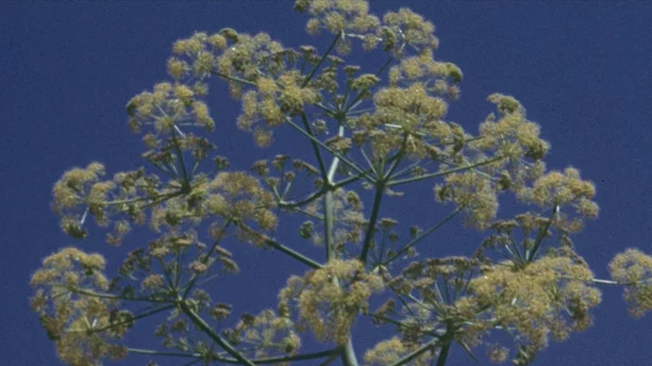 Ο Θοδωρής Παναγόπουλος διεκδικεί BAFTA με μια ποιητική ταινία για την Παλαιστίνη