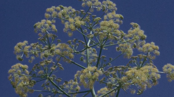 Βραβείο στο Σάντανς για τον σκηνοθέτη Θοδωρή Παναγόπουλο