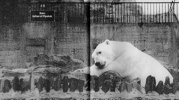 "Lost Bird": Χρήστος Λιάλιος και Κατερίνα Βαζούρα απαθανατίζουν την εγκατάλειψη