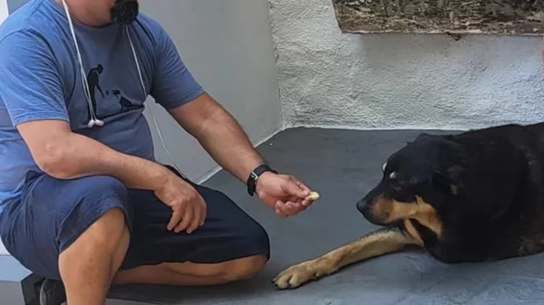 Μια έκθεση με φιλοζωικό χαρακτήρα έρχεται στα Καλύβια Αττικής