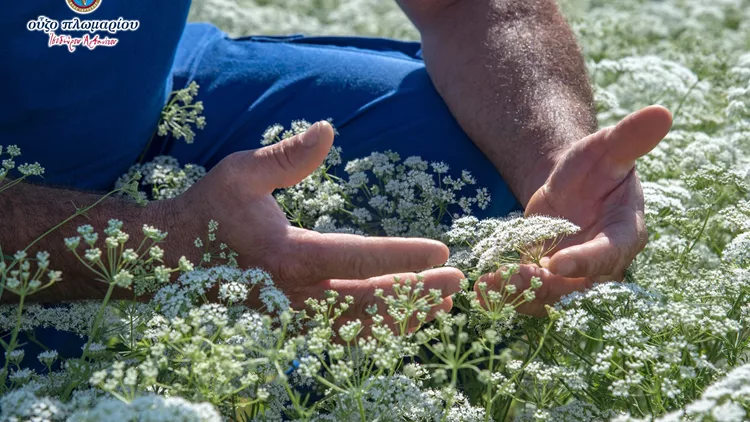 Λισβόρι Λέσβου
