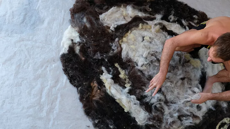 Heritage Sygaminea Gathering