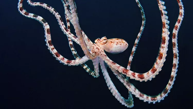 Secrets of the Octopus