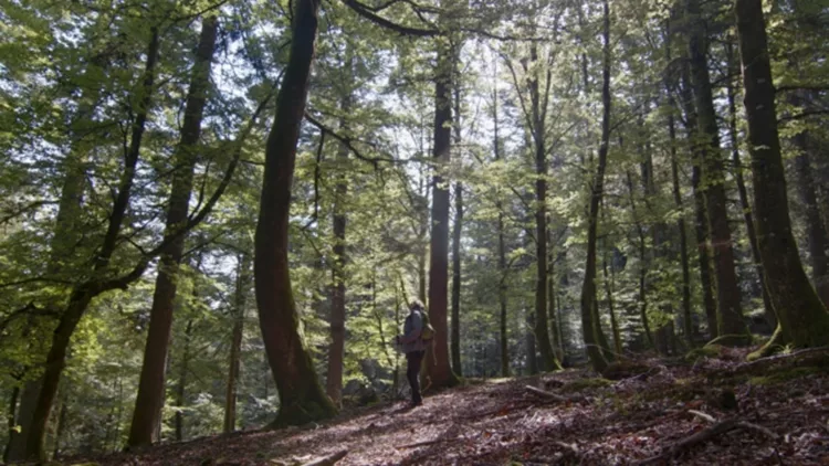 Greenwashing, the challenge of reforestation