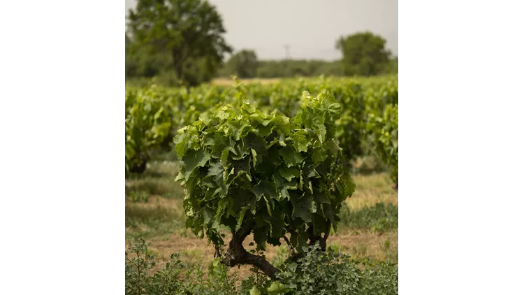 Single Block “Barba Yannis”