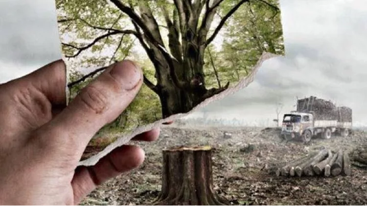 Φεστιβάλ DANCING TREES
