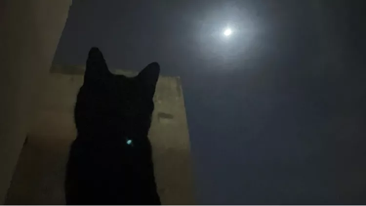 Silent Night