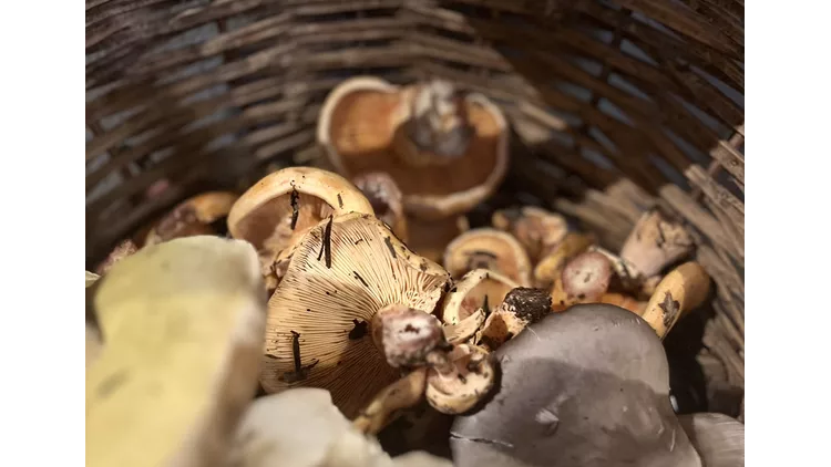 Μανιτάρια Αρναίας