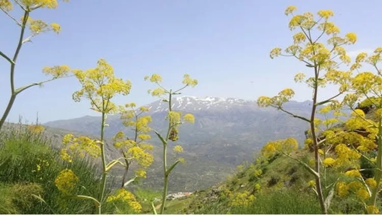 Εδώ τα δέντρα είναι πιο ψηλά από τα σπίτια