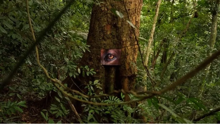 Daniel Steegmann Mangrané, La Pensée Ferale (2020