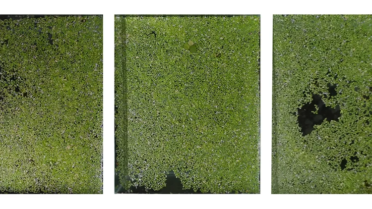 Trails of Voices Χρήστος Κεραμάρης