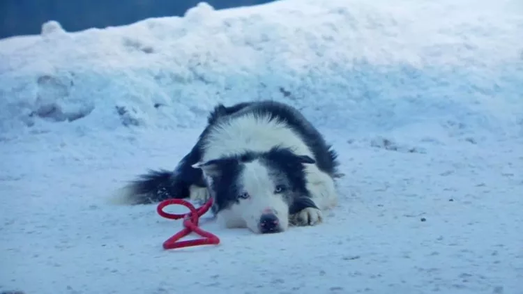 ανατομία μιας πτώσης