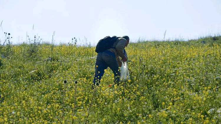 The Foragers 1