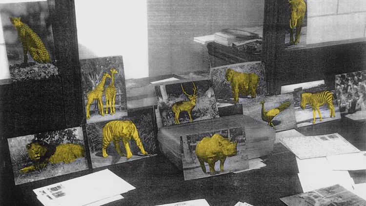 Why Look at Animals
