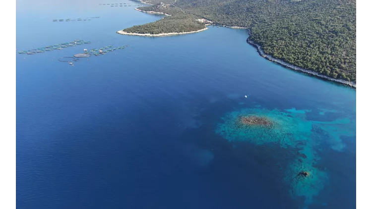 Υποβαθμίζονται σημαντικά τα λιβάδια Ποσειδωνίας
