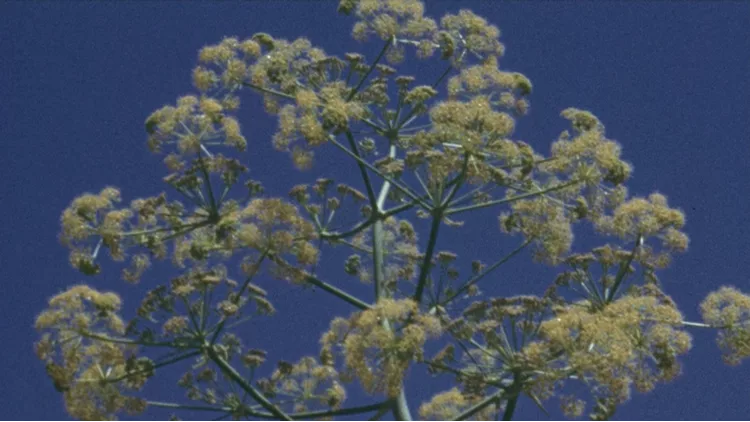 The Flowers Stand Silently, Witnessing 1