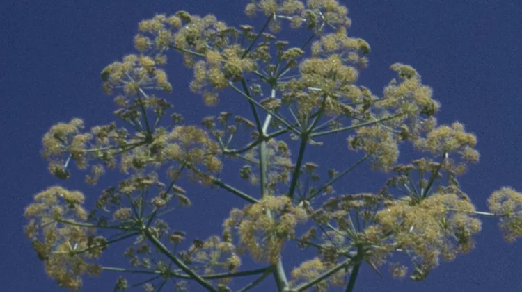 The Flowers Stand Silently, Witnessing 1