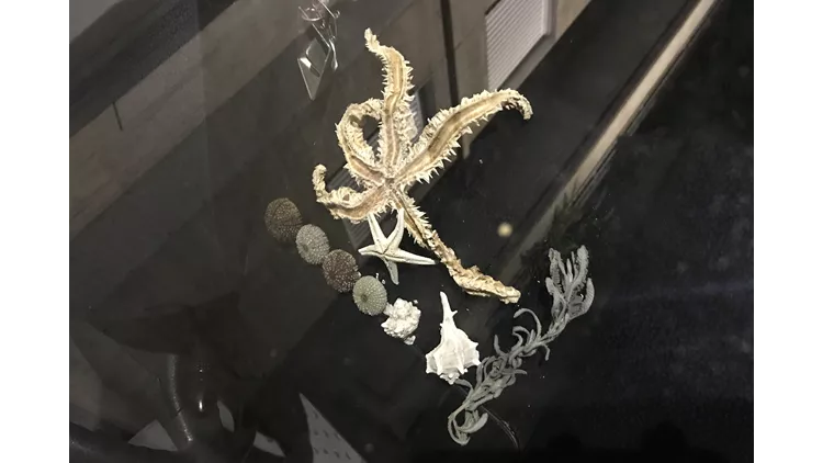 everyday outside of cars