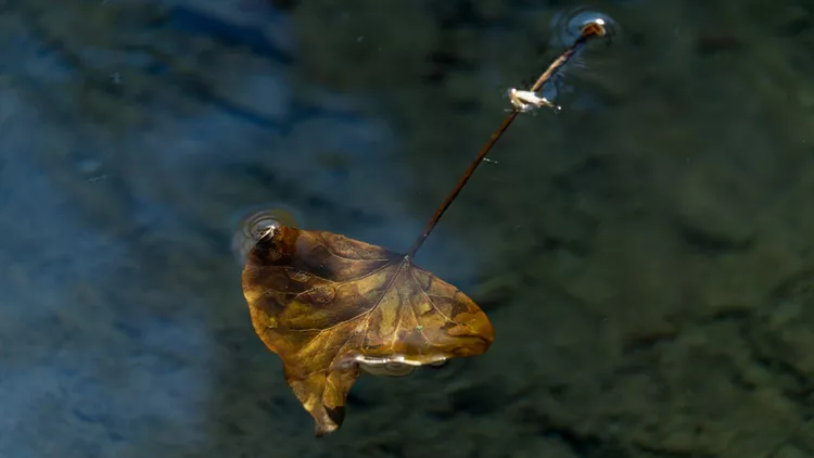 Εύα Μπέρλερ Ρευστή Ομορφιά