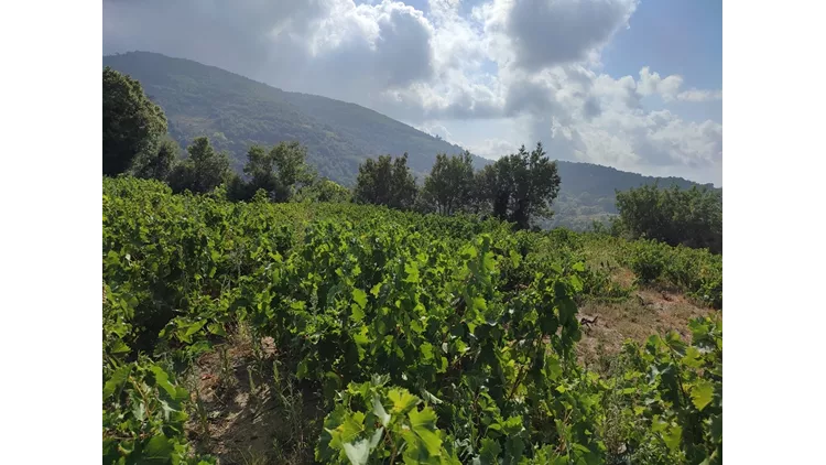 Ανηφορίζοντας στους αμπελώνες των «Αρχέγονων Εδαφών» της Σάμου