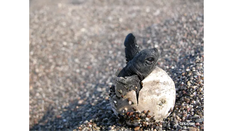 DEKAMER hatching of a loggerhead turtle
