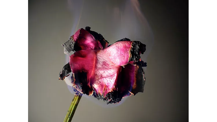 Αφρός των ημερών έκθεση