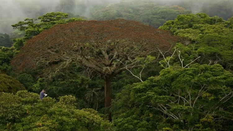 Το CineDoc μας ταξιδεύει στα βάθη της τροπικής ζούγκλας