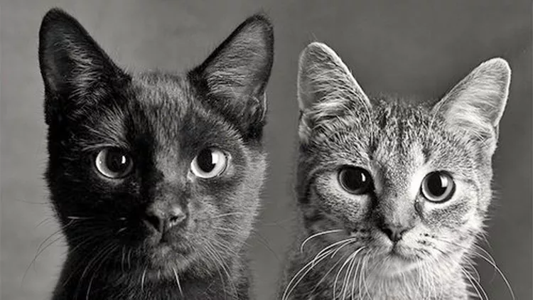 Το πασχαλινό bazaa του Straycare για τα αδέσποτα