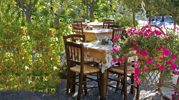 Δάφνη: Η επίμονη (καλή) μαγείρισσα