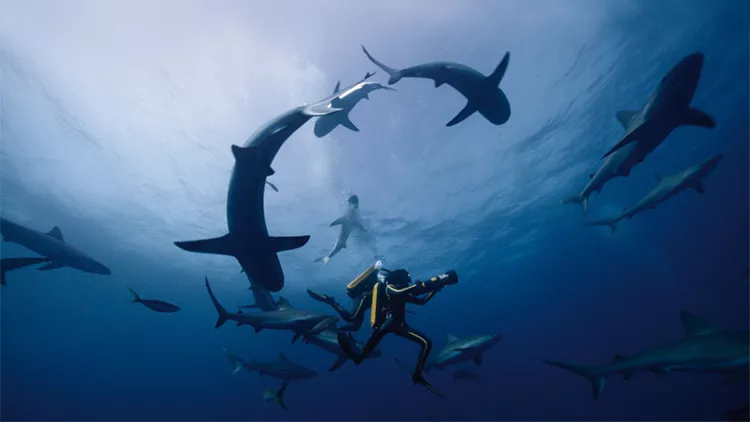 «Οδύσσεια»: Θεαματική κινηματογραφική κατάδυση στη ζωή του Ζακ-Ιβ Κουστό