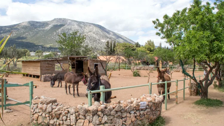 Τι γυρεύει μία Γαϊδουροχώρα μέσα στην Αττική;