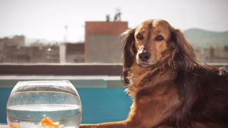 Μια τρυφερή ζωόφιλη ταινία δωρεάν στο Ίδρυμα «Μιχάλης Κακογιάννης»