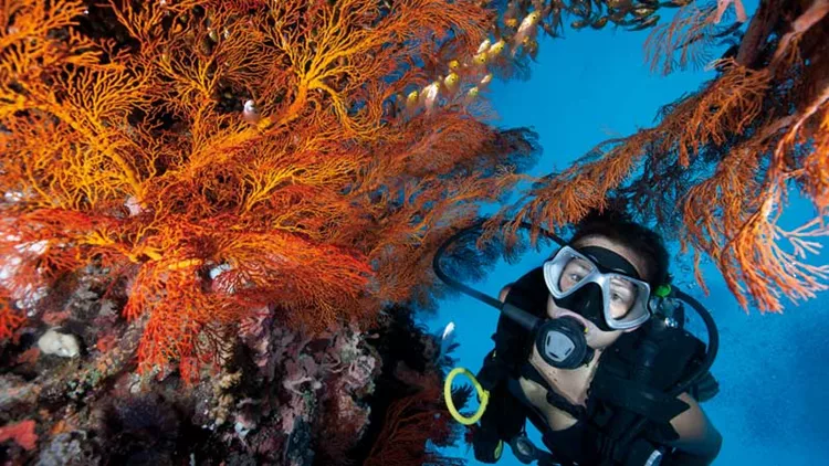 Τι χρειάζεται για να κερδίσουμε το στοίχημα του καταδυτικού τουρισμού;