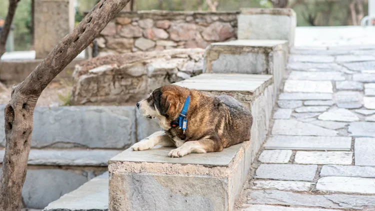 «Υιοθετήστε ένα αδέσποτο» από τον Δήμο Αθηναίων