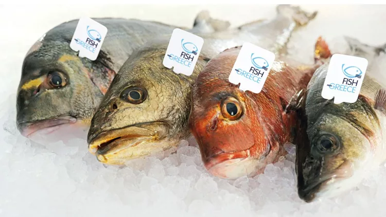 Fish from Greece: ψάρι με ταυτότητα, από ελληνικά νερά